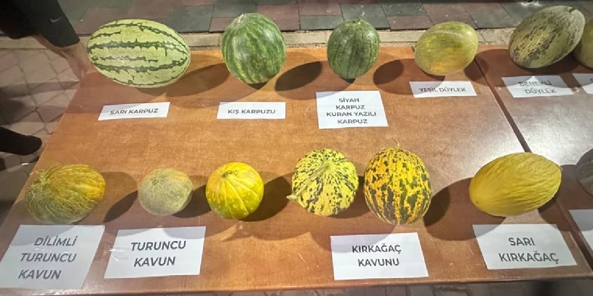usak-karahanli-kavunlari-1.jpg