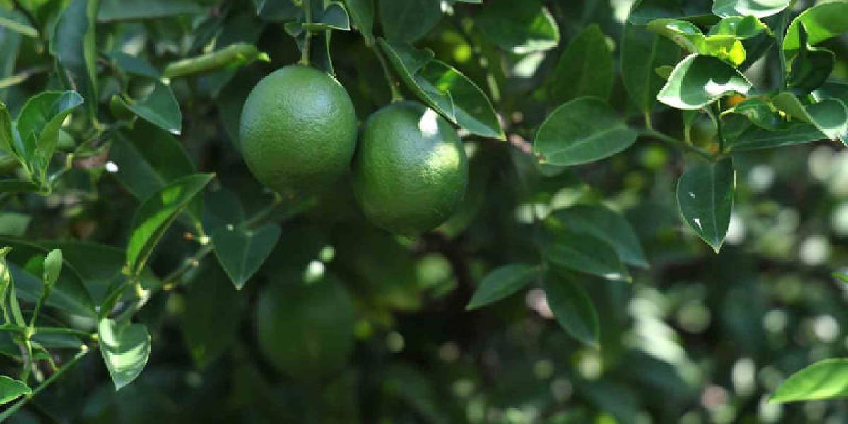 adanada-limon-hasadi-1.jpg