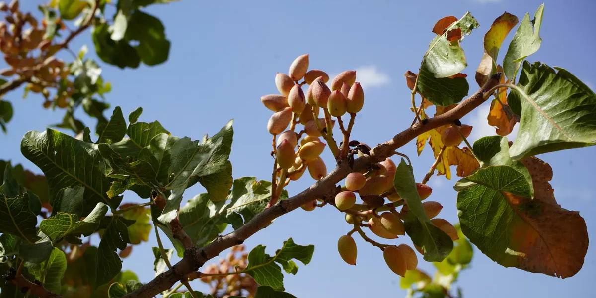 siirtte-yesil-altin-hasadi-1.jpg