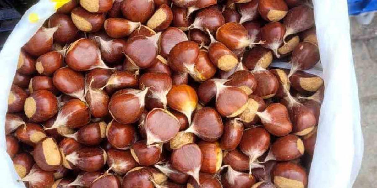 ineboluda-kestane-satisi-basladi-1.jpg