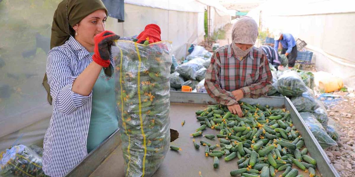 kahramanmarasta-tursuluk-hasadi-basladi-1.jpg