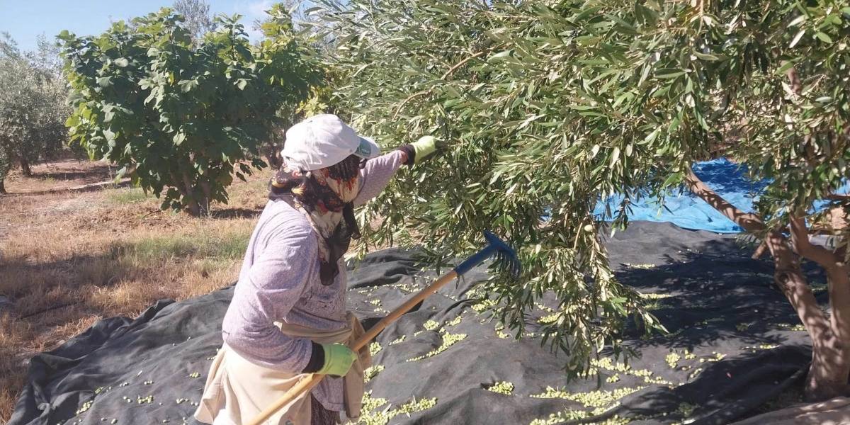 mersin-mutta-zeytin-hasadi-basladi-1.jpg