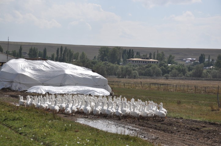 aw799170-10.jpg