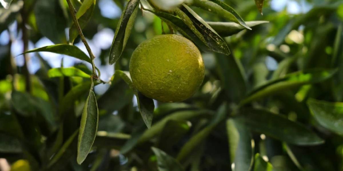 adanada-mandalina-hasadi-basladi-3.jpg