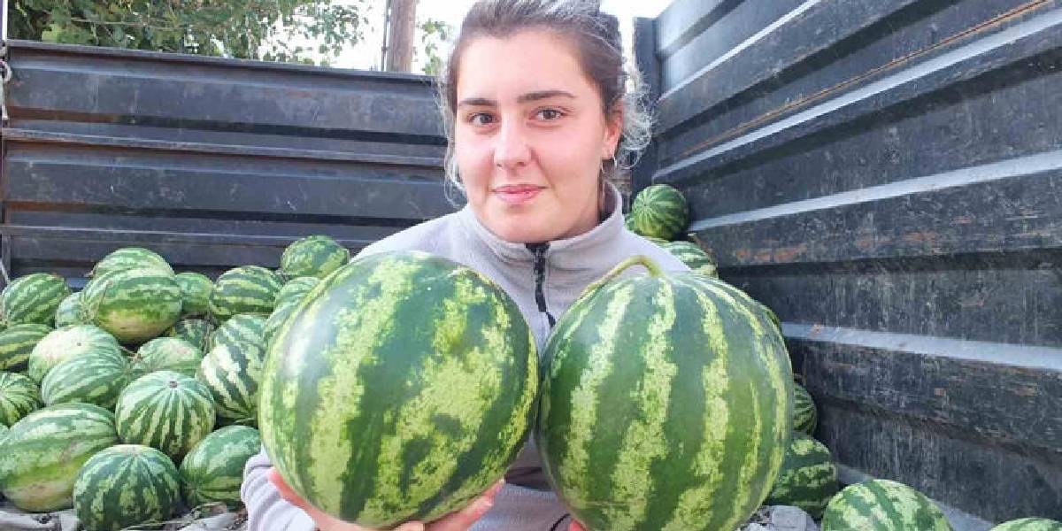 burhaniyede-guz-karpuzu-satisa-cikti-1.jpg