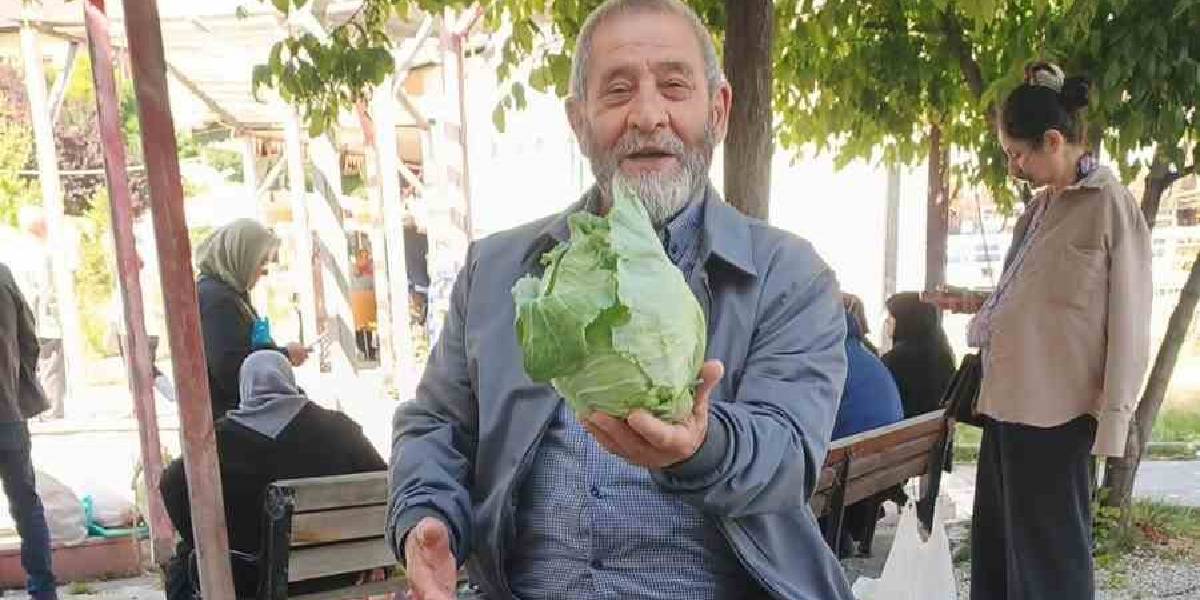 giresunda-beyaz-lahana-hasadi-1.jpg
