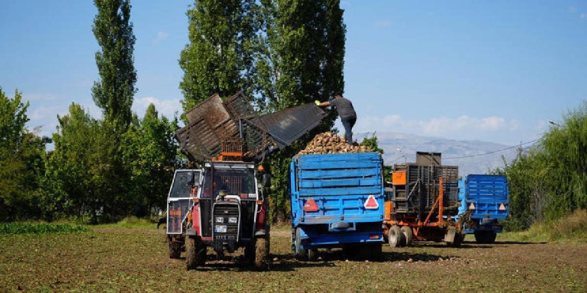 erzincanda-seker-pancari-uretimi-2.jpg