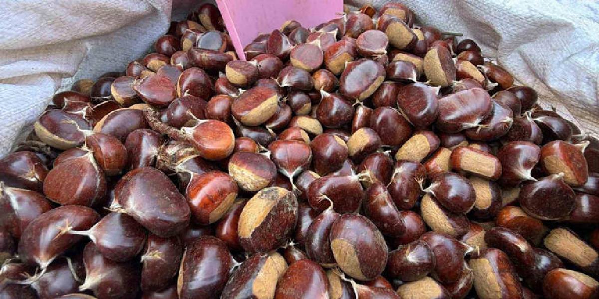 boluda-kestane-tezgaha-indi-1.jpg