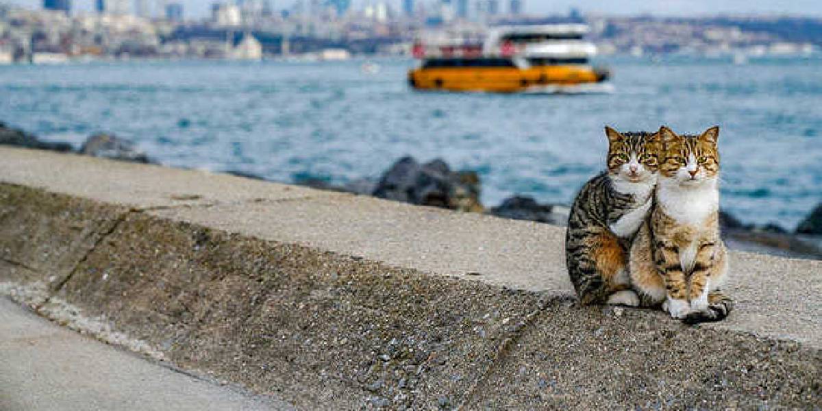 dunyanin-en-mutlu-ulkelerinin-sirri-1.jpg