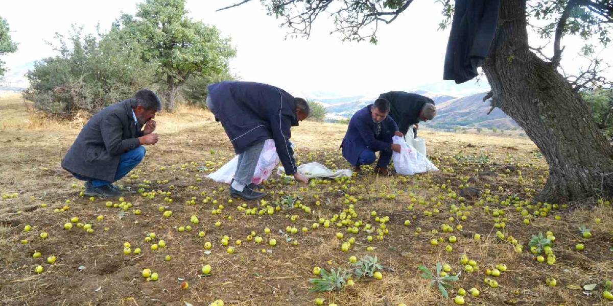 musta-armut-hasadi-1.jpg