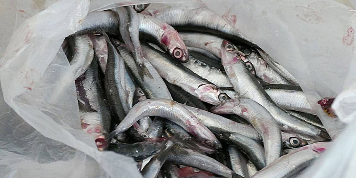 hamsi-derin-dondurucuda-ne-kadar-saklanir-1.jpg