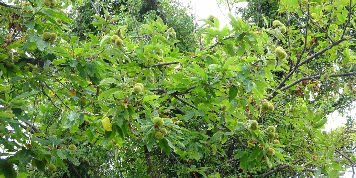 kastamonuda-kestane-1.jpg