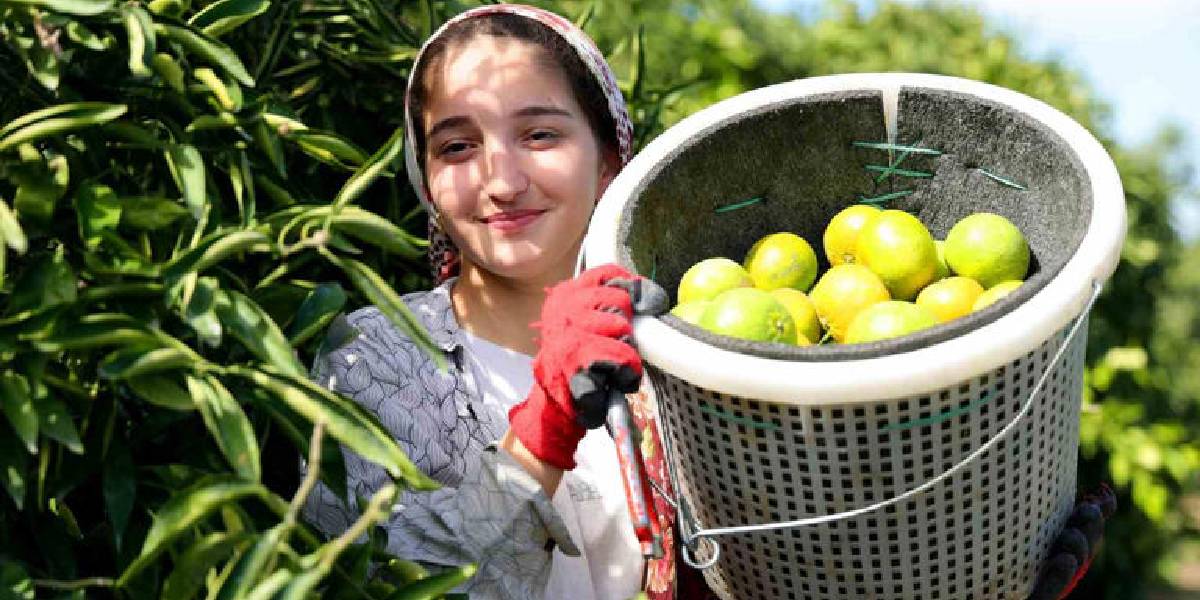 adanada-limon-ihracati-engeli-3.jpg