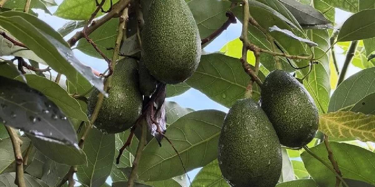 alanyada-avokado-ihracati-1.jpg