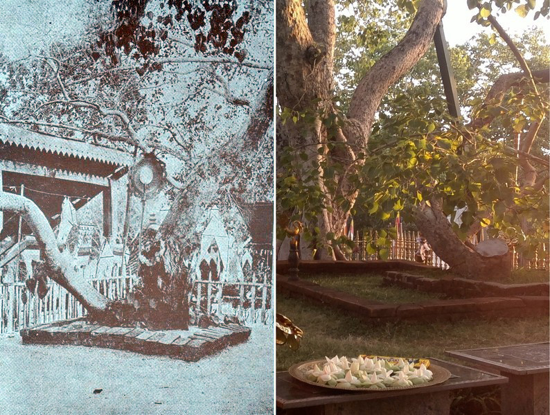 bodhi-agaci.jpg