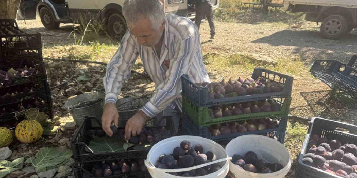 antalyada-incir-hasadi-bitti-2.jpg