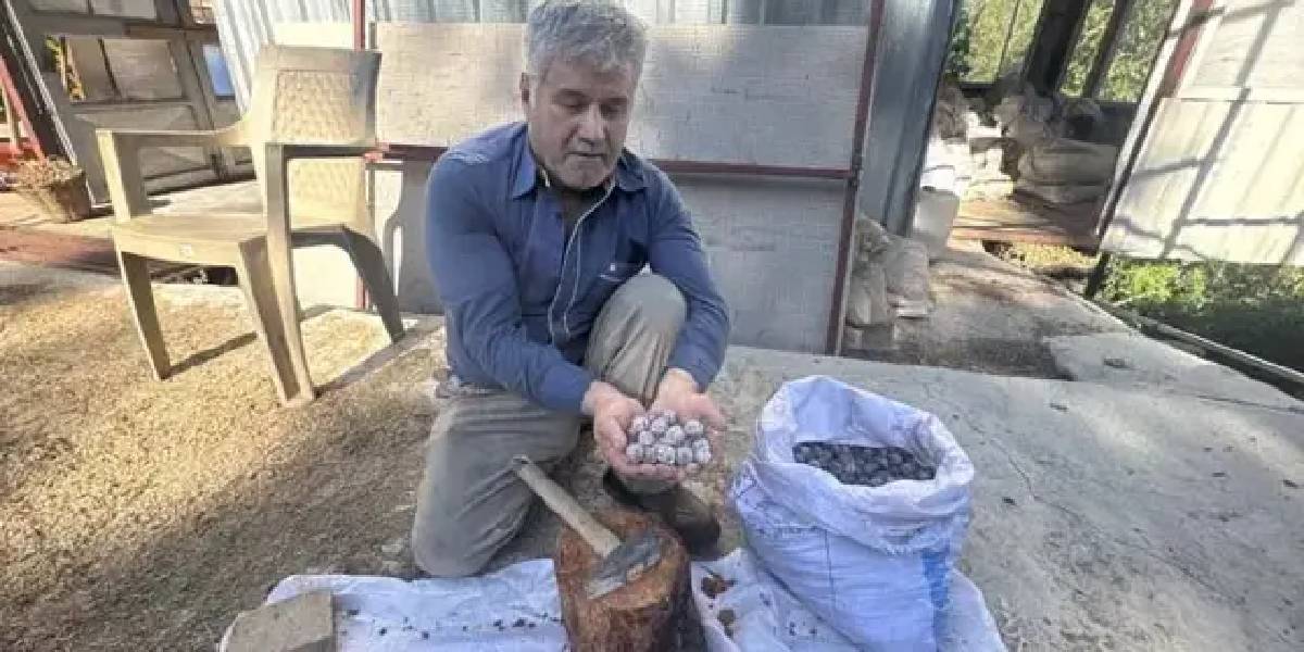 antalyada-andiz-pekmezi-mesaisi-2.jpg