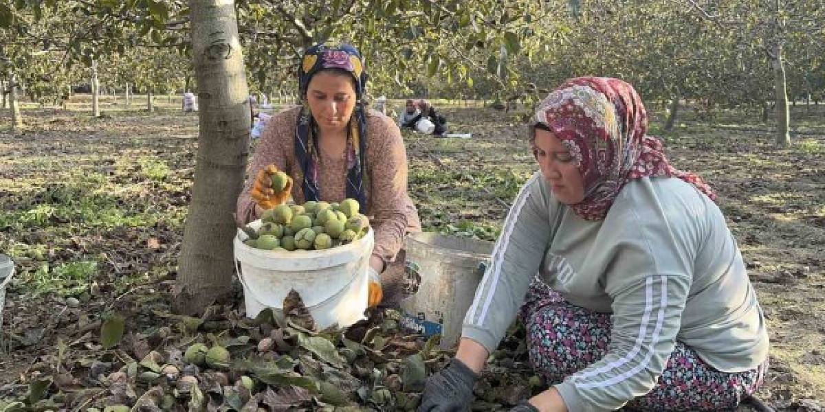osmaniyede-ceviz-hasadi-basladi-1.jpg