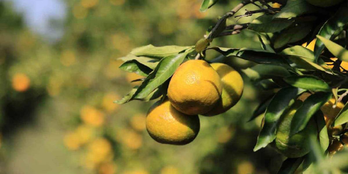 adanada-limon-fiyatlari-dustu-1.jpg