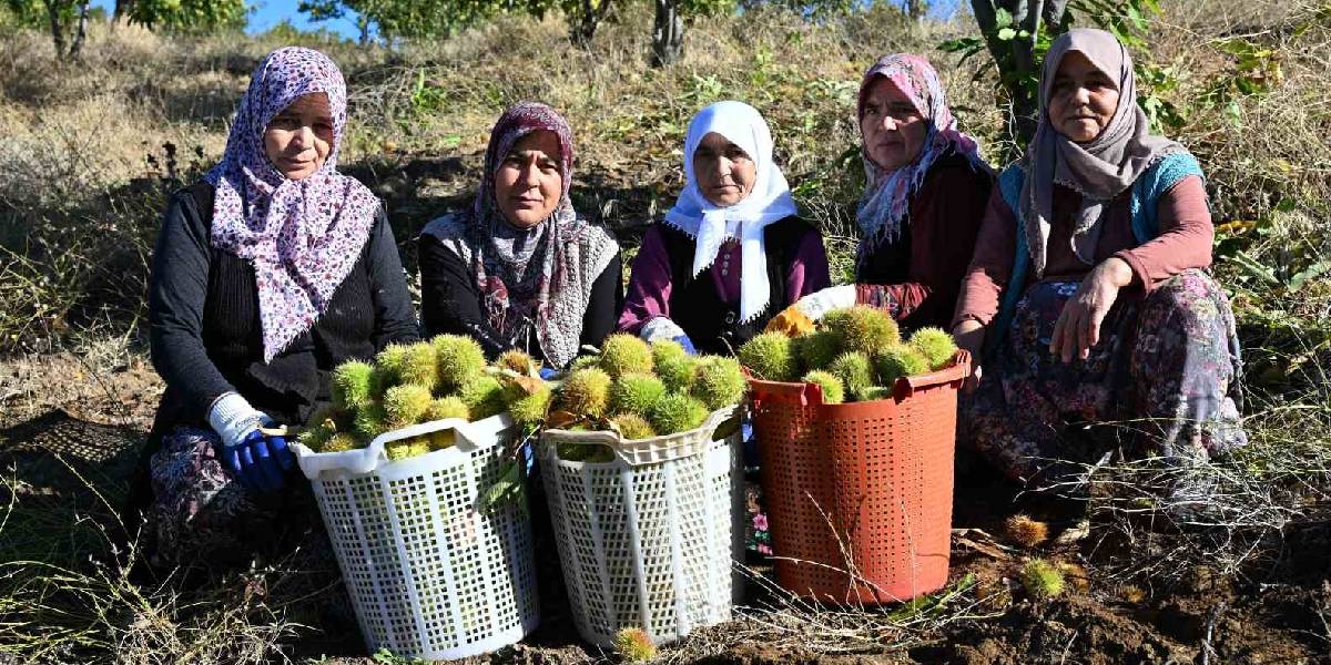 demirci-kestanesi-hasadi-basladi-2.jpg