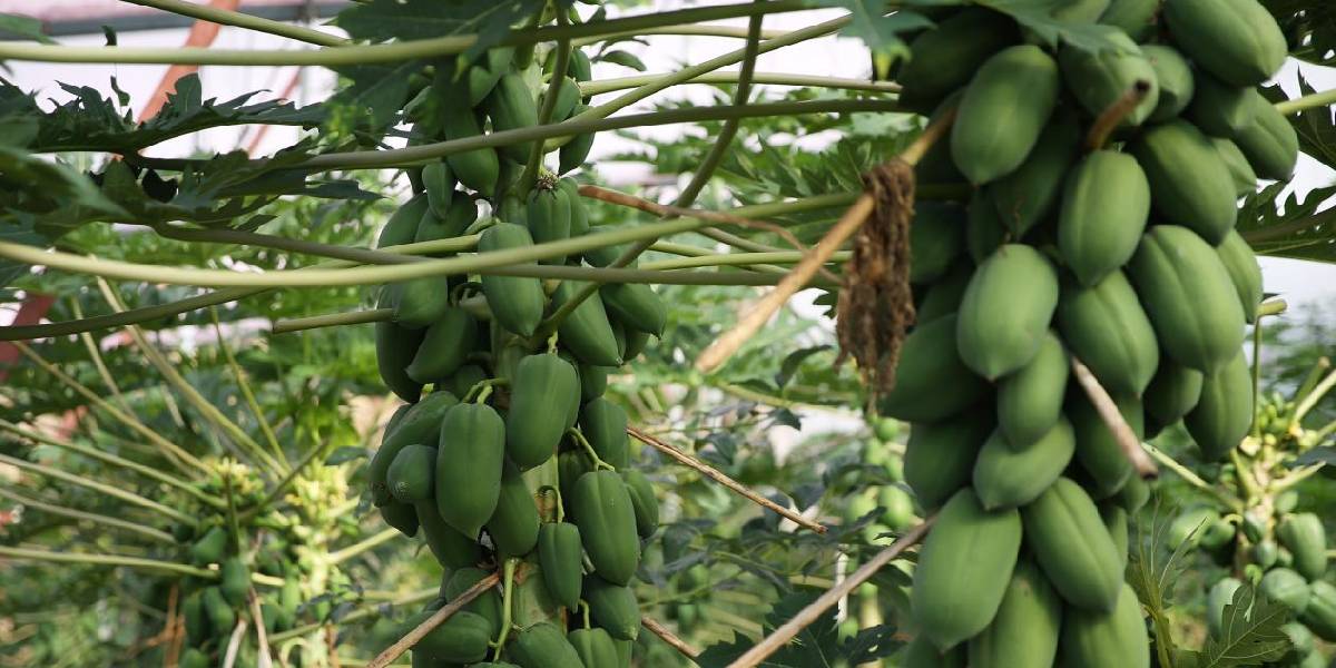 papaya-yetistiriciligi-1.jpg