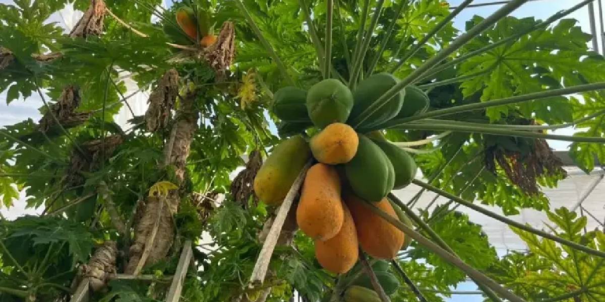 papaya-yetistiriciligi-2.jpg