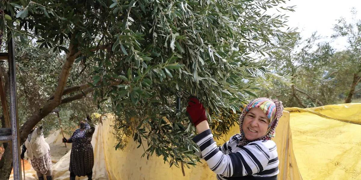 aydinda-zeytin-hasadi-basladi-1.jpg