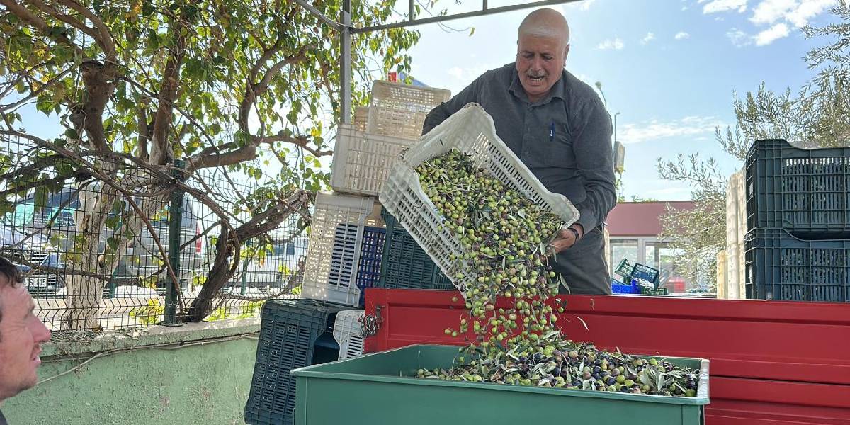 balikesirde-zeytin-hasadi-basladi-1.jpg
