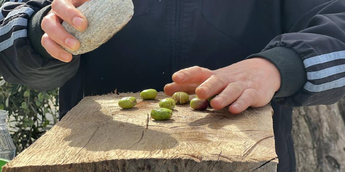 balikesirde-zeytin-hasadi-basladi-2.jpg